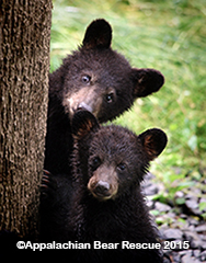 Rescued Bears Get a Second Chance